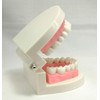 Teeth Model Teeth Model Teaching Teaching Model Small Model for