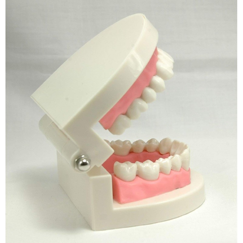 Teeth Model Teeth Model Teaching Teaching Model Small Model for