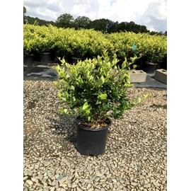 Ligustrum Howardi | 2 Large 3 Gallon Size Plants | Ligustrum Lucidum 'Howardii' | Lush Evergreen Shrub | Perfect for Landscaping & Privacy Screens