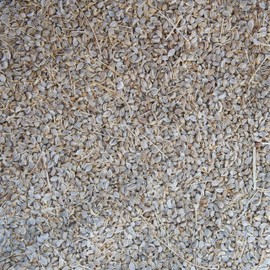 Palm Beach Medicinal Herbs - Poison Hemlock (Conium maculatum) - Packet of 30 Seeds