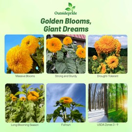 Outsidepride 1000 Seeds Helianthus Annuus Giant Sungold Sunflower Seeds for Planting
