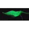 SeaSky Fishing New Luminous Shrimp/Prawn Lures with #2 Hooks (10