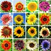 1000+ Sunflower Seeds for Planting Heirloom Non-GMO, Bulk Package of