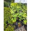 Ginkgo Biloba Tree (Maidenhair Tree) - Live Plant - (2.5