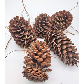 Pine Cones Uniquely Unperfect Shaped Real All Natural Pinecones in Bulk (Unscented) Various Size - Perfect for Arts and Crafts, Home Decor Accent Vase Filler. (Uniquely Shaped Various Sizes)