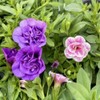 Sappania seedlings Calibrachoa Million Bell spring flowers 4 colors 1 set / 사파니아 모종 칼리브라코아 밀리언벨 봄 꽃 4색 1세트