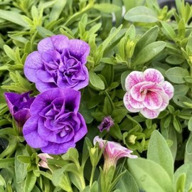 Sappania seedlings Calibrachoa Million Bell spring flowers 4 colors 1 set / 사파니아 모종 칼리브라코아 밀리언벨 봄 꽃 4색 1세트