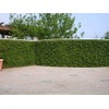 Creeping Fig Vine - Ficus Pumila - 20 Live Fully