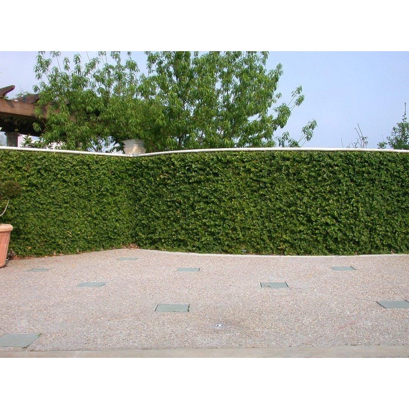 Creeping Fig Vine - Ficus Pumila - 20 Live Fully