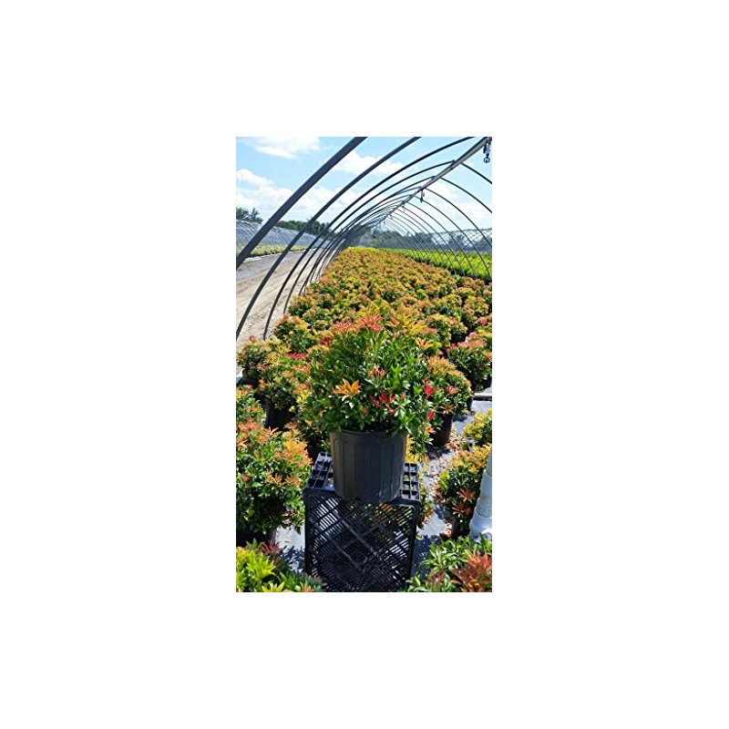 Green Promise Farms PIERIS Japonica `Mountain FIRE` (Andromeda) Evergreen, 3-Size