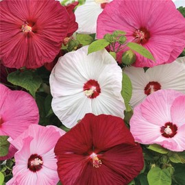 zellajake Rare Flower Seeds Hibiscus Moscheutos 100+Luna Mixed Color Hibiscus Flowering Shrub Seeds
