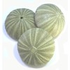 Set of 6 Large Green Sea Urchin Shells for Beach