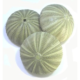 Set of 6 Large Green Sea Urchin Shells for Beach Wedding Craft Nautical Decor Airplants