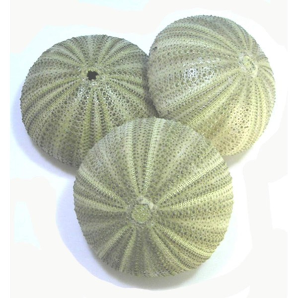 Set of 6 Large Green Sea Urchin Shells for Beach