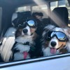 Namsan Namsan Dog Goggles Anti-UV Pet Sunglasses Waterproof Windproof Eye