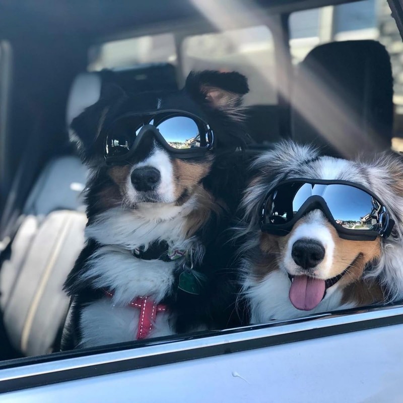 Namsan Namsan Dog Goggles Anti-UV Pet Sunglasses Waterproof Windproof Eye