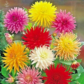Zinnia Elegans, Cactus Flowered Mix, Pack of 1,500 Seeds by Seeds2Go