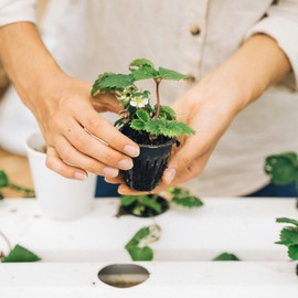 Lykvrii 5 Inch Net Pots 12 Pack, Net Cups for Hydroponics, Orchids Mesh Baskets Heavy Duty Hydroponic Bucket with Wide Lip - Black