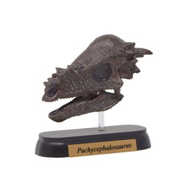 73508 Dinosaur pakikefarosaurusu Skull Mini Model (FDW – 508)