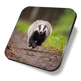 1 x Square Coaster - Funny Running Badger Nature Wildlife Cork Backed MDF Glossy Tea Coffee Accessory #52872