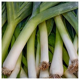 Everwilde Farms - 1 Oz Organic Giant Musselburg Leek Seeds - Gold Vault Packet