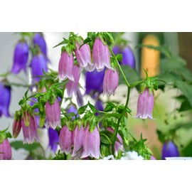 Mixed Color Bellflower Species Seeds Campanula Punctata Flower 100 Seeds
