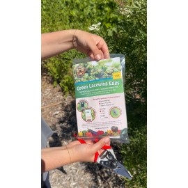 Natures Good Guys Green Lacewing Eggs in Rice Hulls - 1,000 Count - Aphid Exterminator