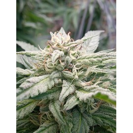 Thorvin Organic Kelp Meal 5 pounds Thorvin Pure Natural Seaweed Fertilizer OMRI