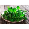 SeedsUP - 500+ Seeds Corn Salad Lamb's Lettuce - Vegetable