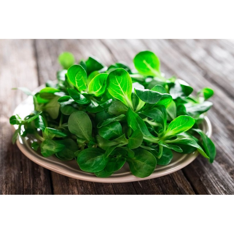 SeedsUP - 500+ Seeds Corn Salad Lamb's Lettuce - Vegetable