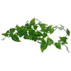 Lucky Reptile LP-71 Philo Vine