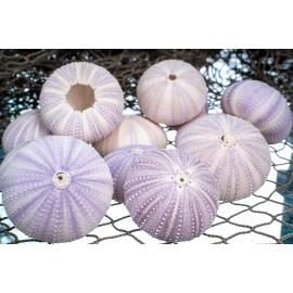 Sea Urchin Purple Sea Urchin Shell 12 Purple Sea Urchin Shells for Craft & Decor