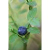 Pure Herbs: Blueberry Leaf - 1 oz.