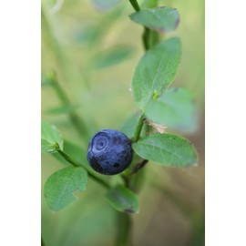 Pure Herbs: Blueberry Leaf - 1 oz.