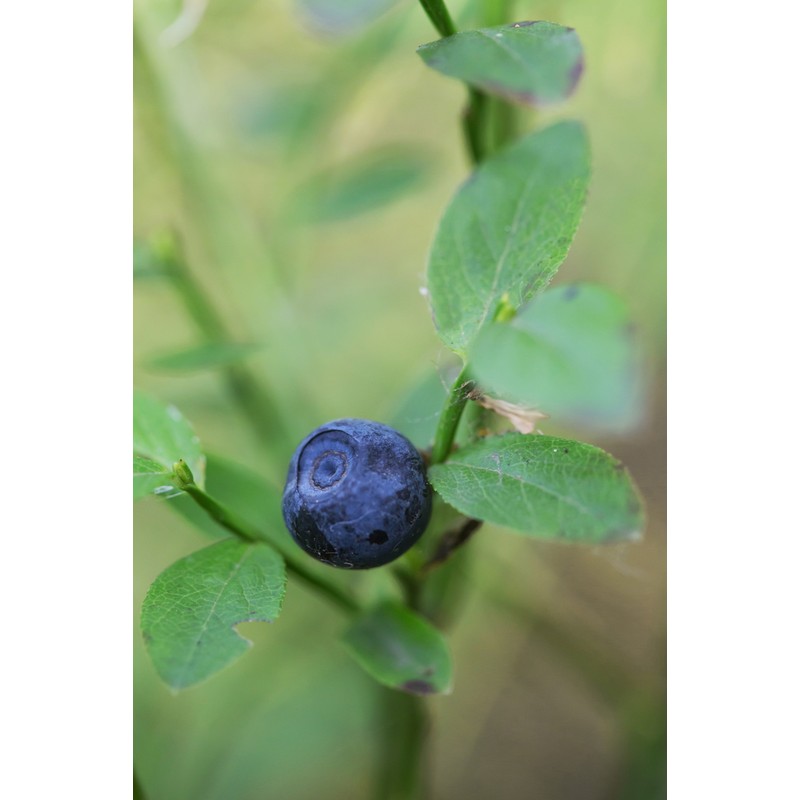 Pure Herbs: Blueberry Leaf - 1 oz.