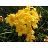 Unbranded BUTTERED POPCORN 3 Daylily root fans