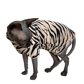 Limited Edition Sphynx Cat Cotton T-Shirts Hairless Cat Sweatshirt Pet Kitten Clothes Round Collar Kitten Shirts Vest Cats & Small Dogs Apparel (White Tiger, L (7.7-9.9 lbs))