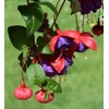 100 Pcs Fuchsia Flower Seeds Perennial Home Plant Bonsai