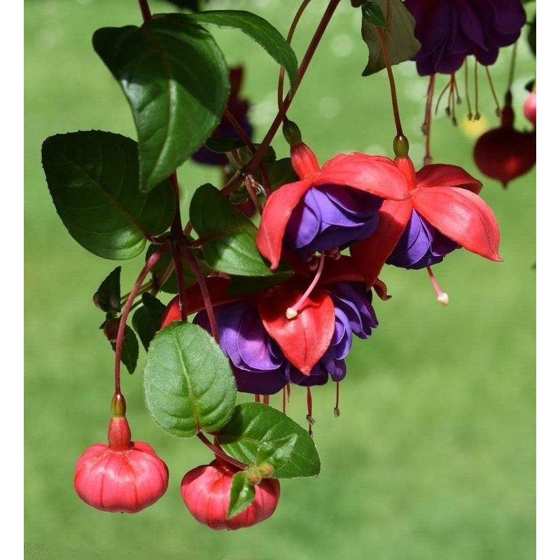 100 Pcs Fuchsia Flower Seeds Perennial Home Plant Bonsai