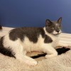 SPOT Shaggy Plush Ferret - Interactive Rattle and Catnip Fuzzy