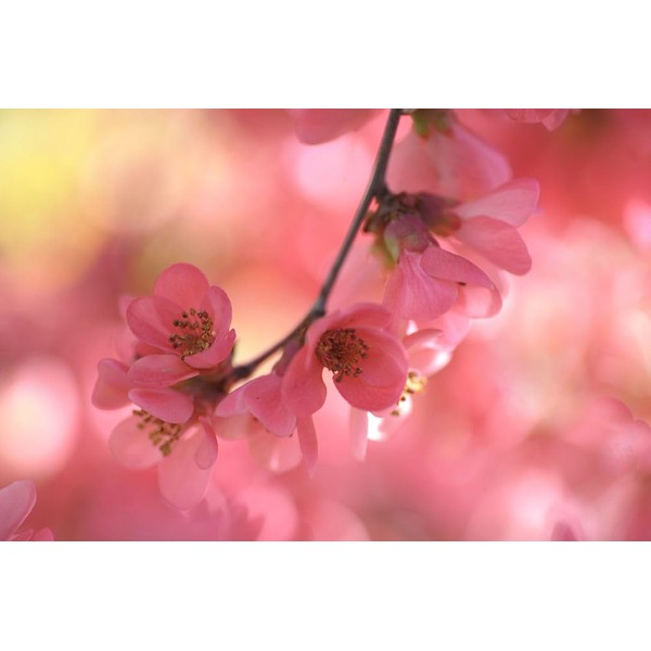 Sensual Touch of Spring Poster Print - Rainbow Fine Jenny