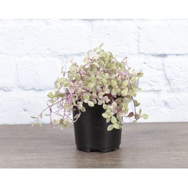 Thorsen's Greenhouse Live Pink Lady Tradescantia Plant, Tradescantia Callisia Repens, Live Indoor Plant, 4" Diameter Pot