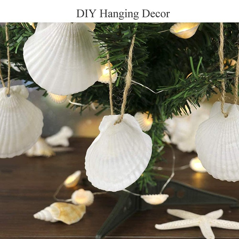 Scallop Shells White Natural Seashell 8 PCS for DIY Craft