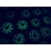 Pack of 12 Fluorescent Luminous Compass 1.4 cm