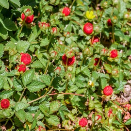Outsidepride Strawberry Indian - 5000 Seeds