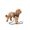 Doodlebone Boomerang Dog Harness, Sapphire, 4-5
