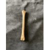 Unbranded 1 Antelope leg bone , Real Bone, Natural, ONE