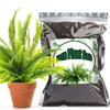 Doter Potting Soil Mix for Fern 2qt, Custom Hand Blended