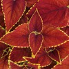 콜레우스 포스콜리 추출 분말 가루 200g 2개 할인가 Coleus Forskohlii