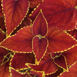 콜레우스 포스콜리 추출 분말 가루 200g 2개 할인가 Coleus Forskohlii Extract Powder 200g 2 Pack Discount